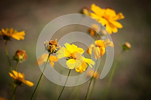 Sand Coreopsis