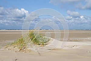 Sand Couch on small dune