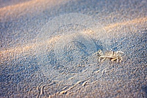 Sand Crab