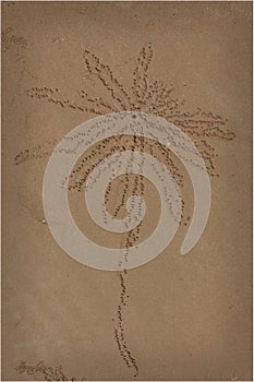 Sand Crab Art