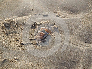 Sand crab on the beach close up