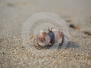 Sand crab on the beach close up