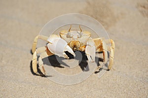 Sand crab in the beach of Socotra island, Yemen