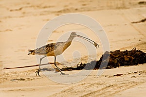 Sand Crab in Beak of Long Billed Curlew photo