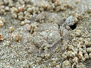 Sand crab close up