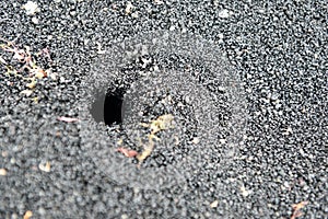 Sand crab hole in black volcanic sand in Hawaii Big Island