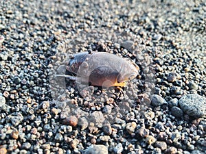 Sand Crab, a little creature lives in the sealine. photo