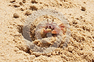 Sand Crab (Ocypode) Digging a Burrow