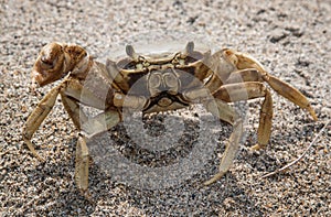Sand crab ready to charge at Tayrona National park, Colombia