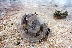 Sand crab in the seashore
