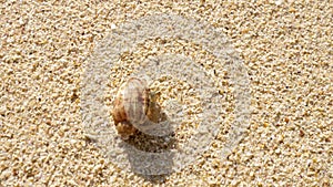 A sand crab in a shell crawls on the sand. Little Hermit crab on beach sand waves. Fauna of the coastal strip of the