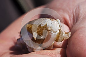 Sand crab with eggs in the palm of a hand