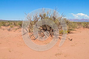 Sand desert with dry bush