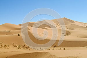 Sand desert dune in Sahara