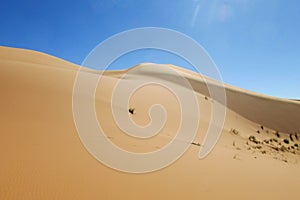 Sand desert dune in Sahara