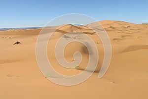 Sand desert dune in Sahara