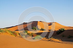 Sand desert dune in Sahara at sunset
