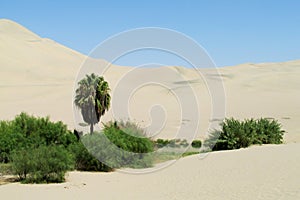 Sand desert dunes and green oasis