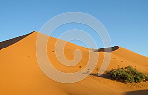Sand desert dunes Sahara