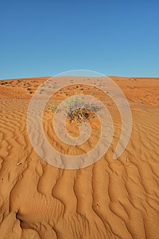 Sand desert landscape pattern with bush