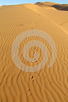 Sand desert pattern with traces of fox