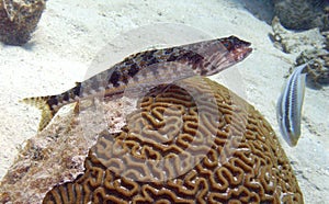 Sand diver on brain coral