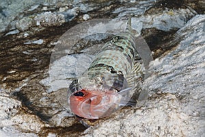 Sand Diver swallowing a Blackbar Soldierfish photo