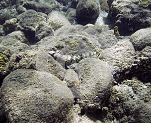 A Sand Diver (Synodus intermedius) in Dominica