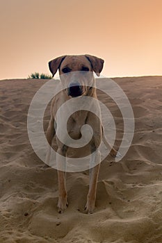Sand dog. Dog in Great Indian desert Thar