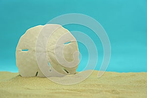Sand Dollar