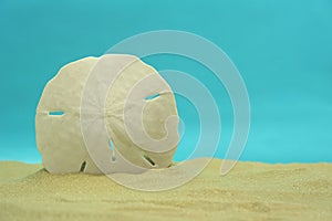 Sand Dollar