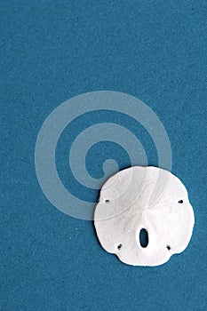 Sand Dollar