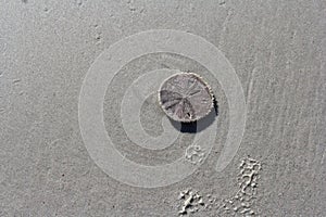 Sand dollar