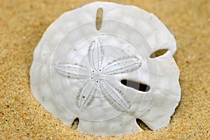 Sand dollar