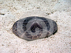 Sand Dollar