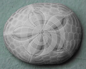 Sand dollar