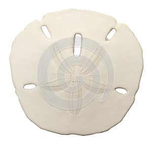 Sand Dollar