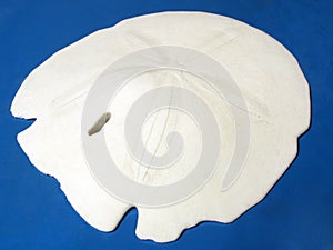 Sand dollar