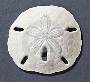 Sand dollar