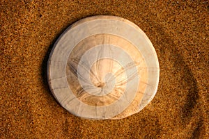 Sand Dollar