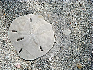 Sand dollar