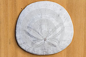 Close up of a sand dollar photo