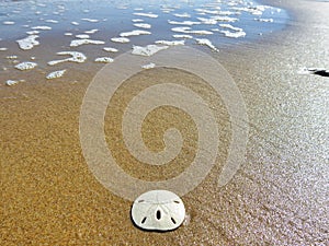 Sand Dollar on the Beach