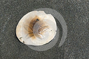 Sand Dollar on the beach