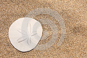 Sand dollar on the beach