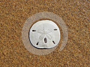 Sand Dollar on the Beach