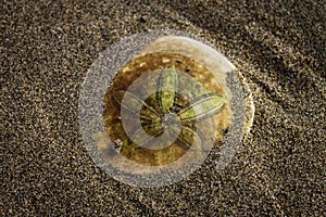 Sand Dollar