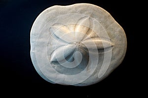 Sand Dollar Closeup photo