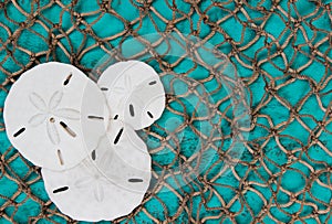Sand dollar collage with fish net and teal blue board background