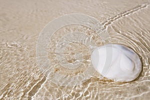 Sand dollar coral on white beach sand under sea waves